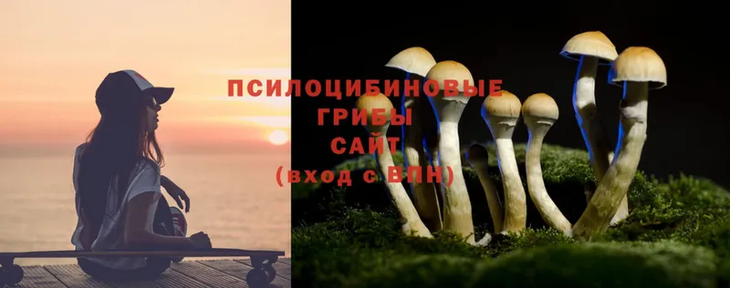 Псилоцибиновые грибы Psilocybe  Ивдель 